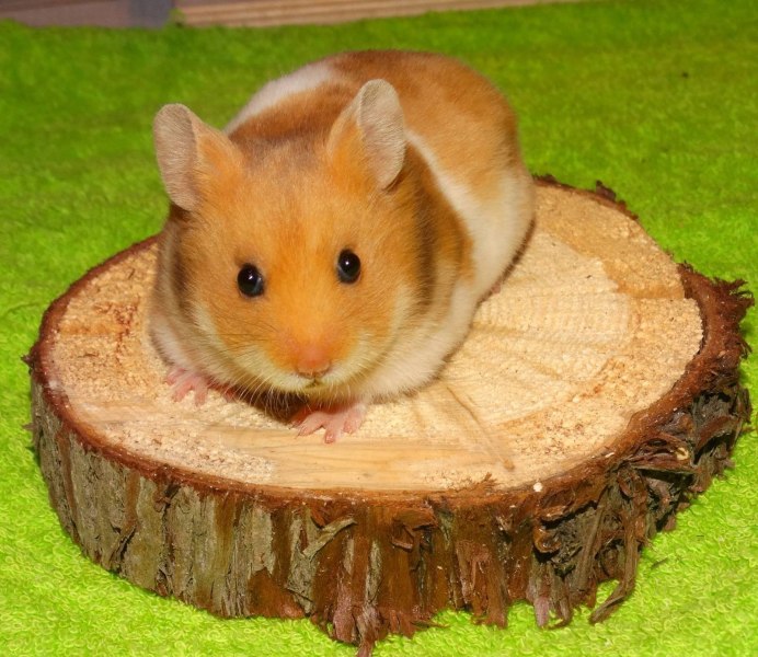 Обыкновенных хомяков (Cricetus Cricetus),