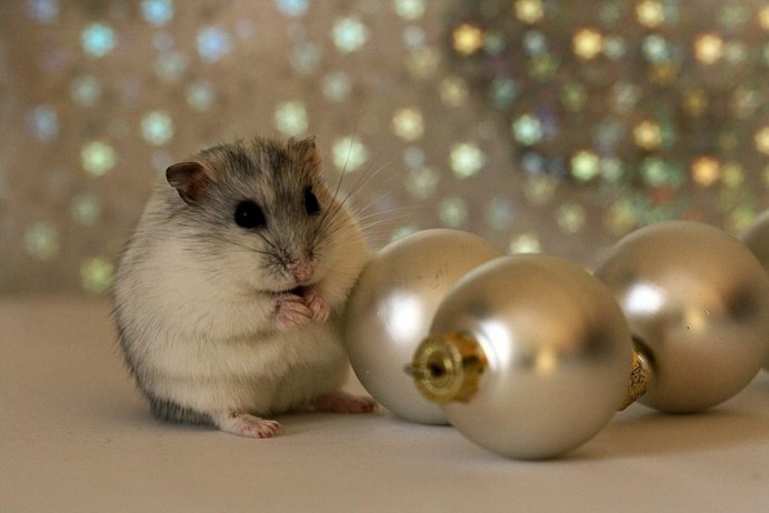 Хомяки джунгарики