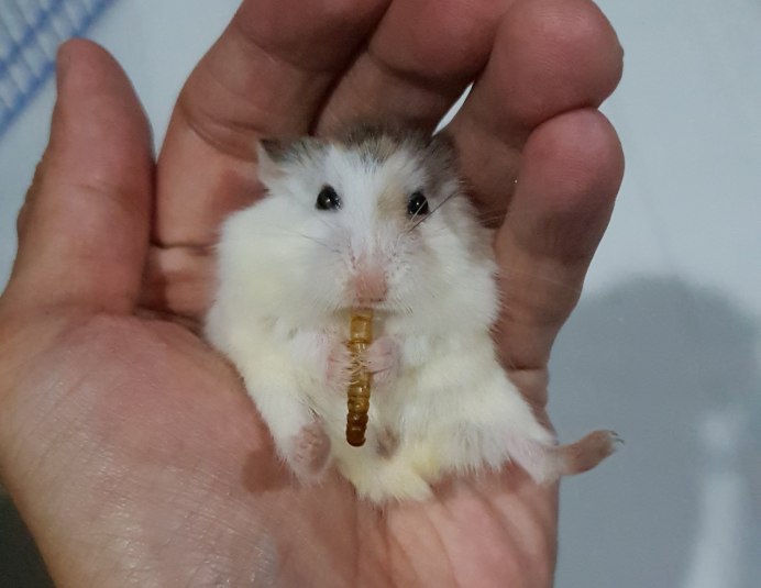 Карликовый хомяк джунгарский