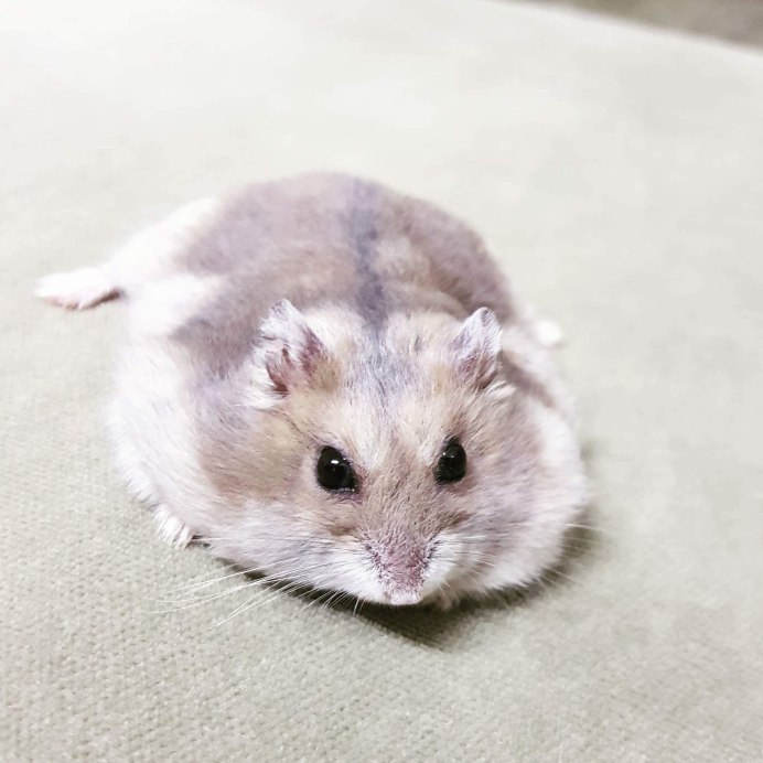 Джунгарский хомячок фото