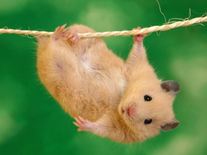 Жемчужный джунгарский хомяк