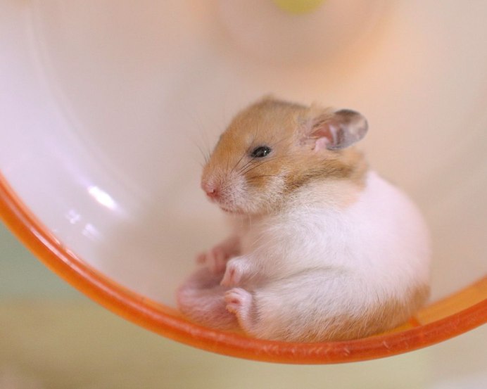 Бенгальский хомяк