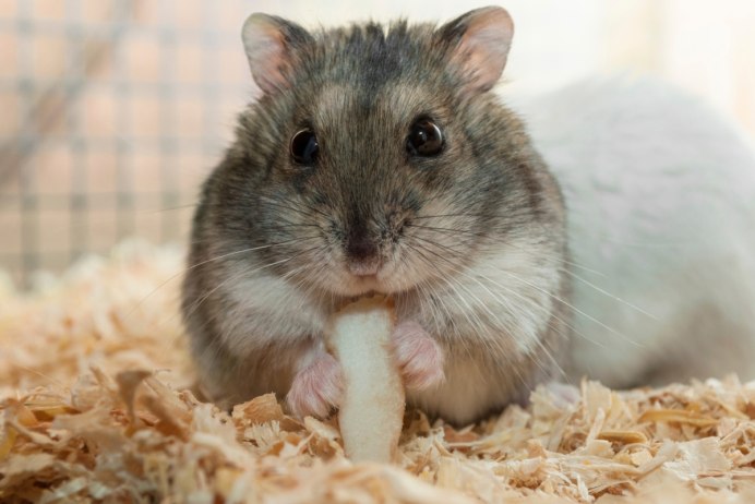 Хомяк джунгарский