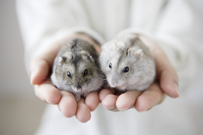 Хомяки джунгарики