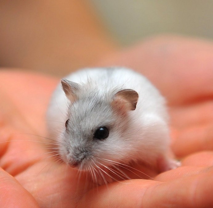 Джунгарский хомячок - Phodopus sungorus Pallas