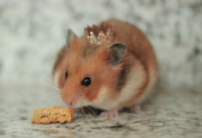 Джунгарский и сирийский хомяк