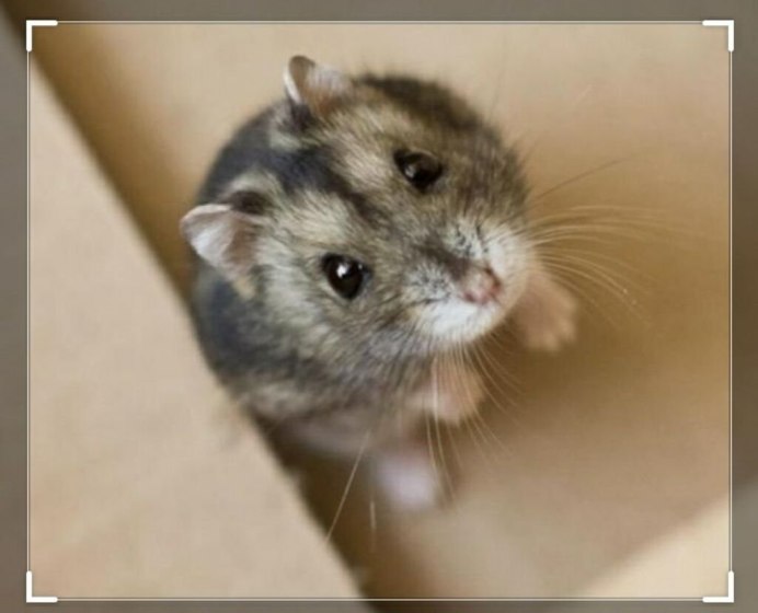 Долголетний хомяк