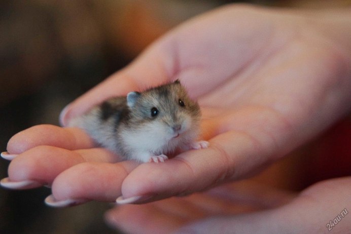 Хорек ,опоссум опоссум и ..