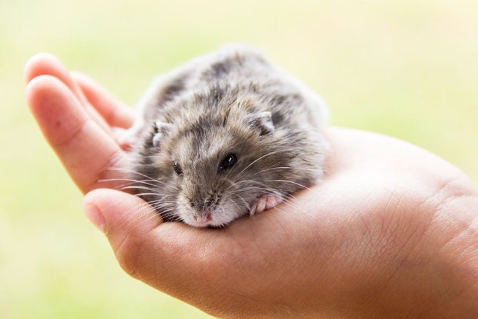 Карликовый хомяк Роборовского