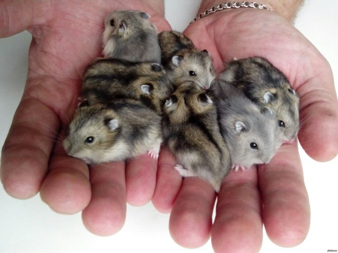 Карликовый хомяк