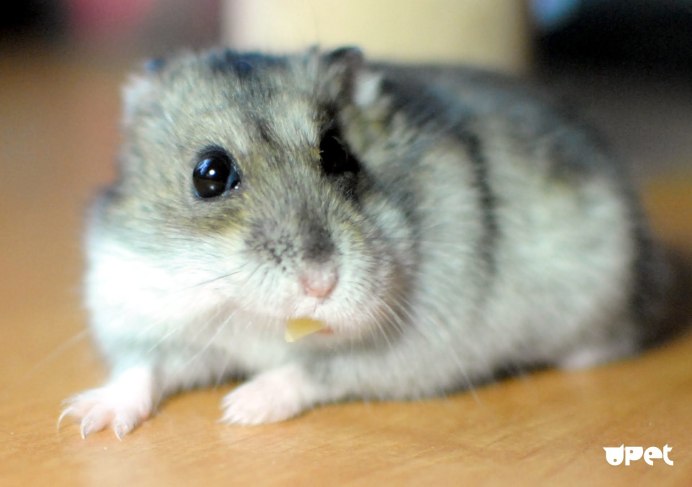 Карликовый хомяк джунгарский