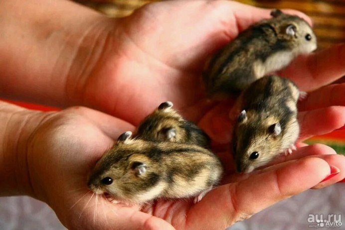 Хомяк грызун