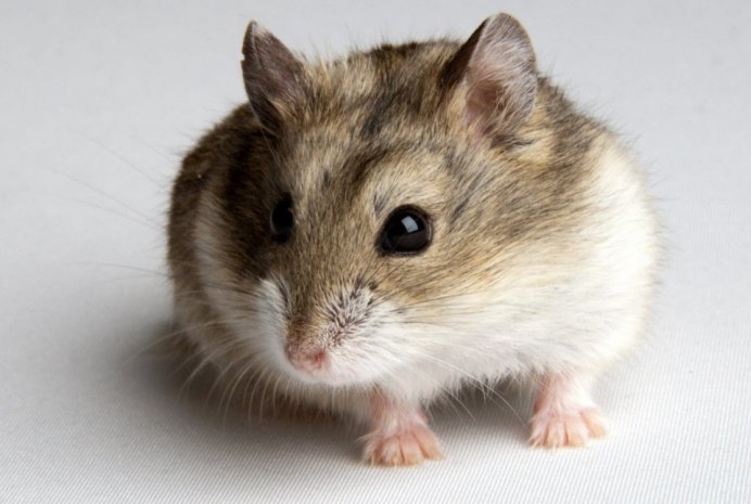 Джунгарский хомячок серый