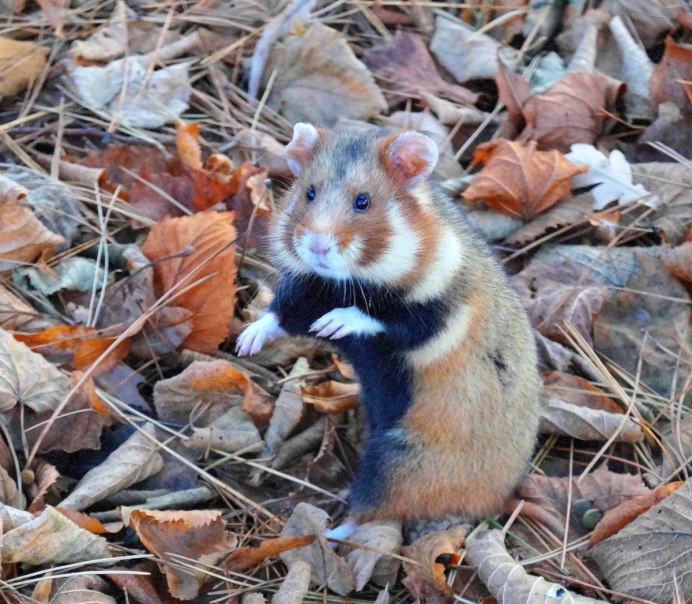 Морская Свинка Грызуны