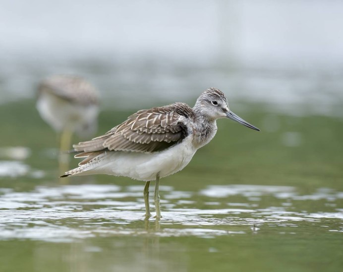 Tringa glareola
