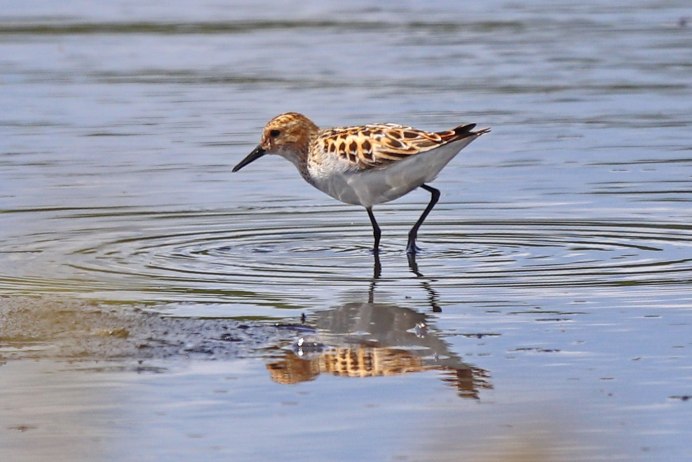 The little stint (Calidris minuta)