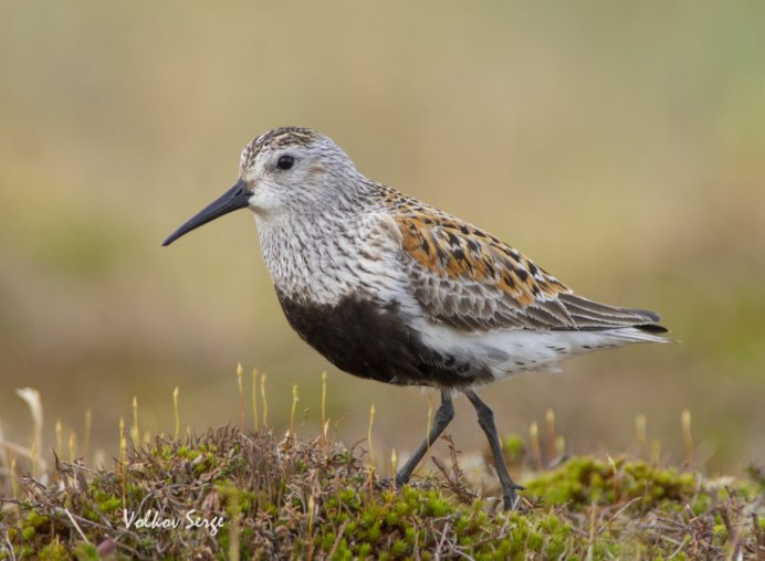 Чернозобик Calidris Alpina