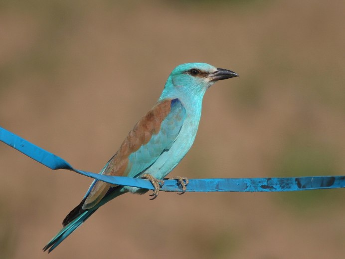 Обыкновенная сизоворонка Coracias garrulus