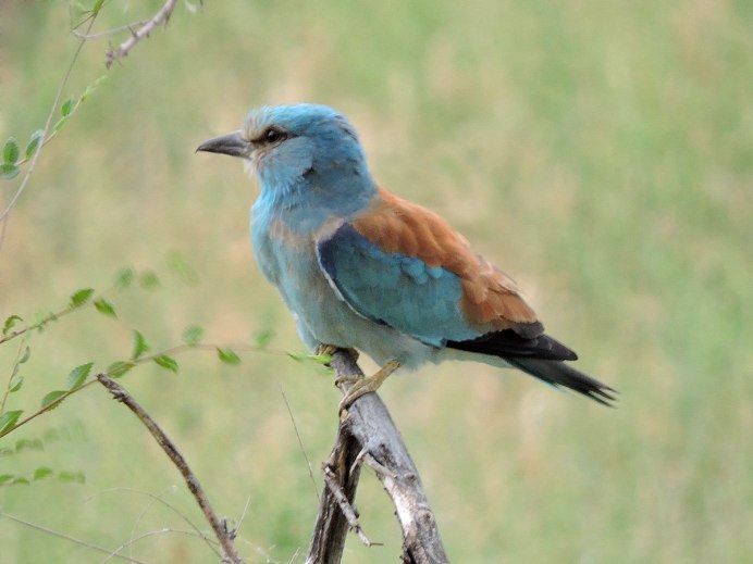 Обыкновенная сизоворонка Coracias garrulus