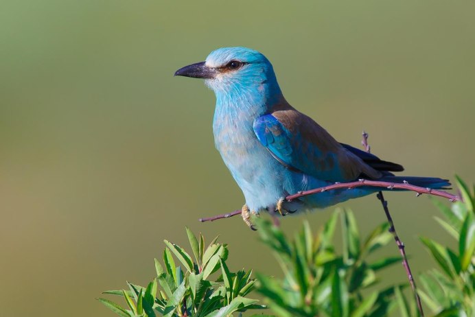 Coracias garrulus