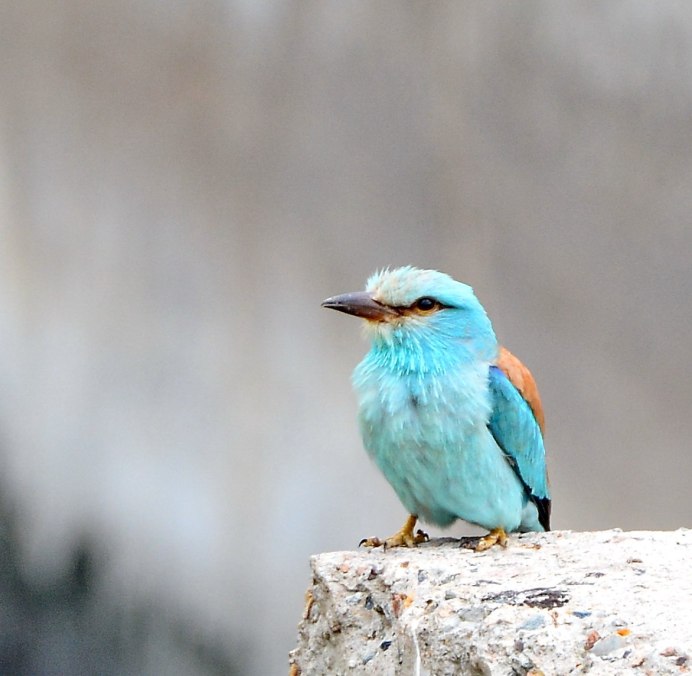 Coracias garrulus