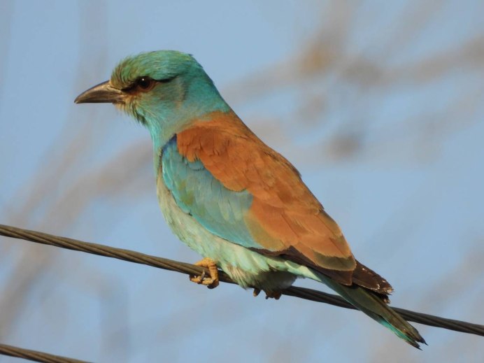 Обыкновенная сизоворонка Coracias garrulus