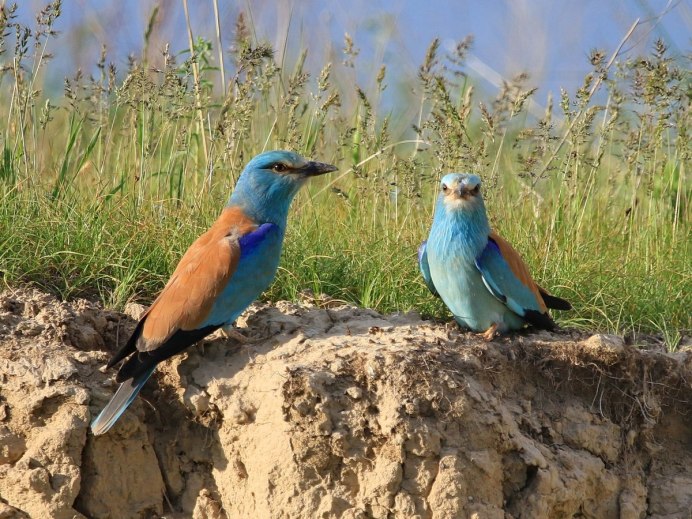 Сизоворонка Coracias garrulus гнездо