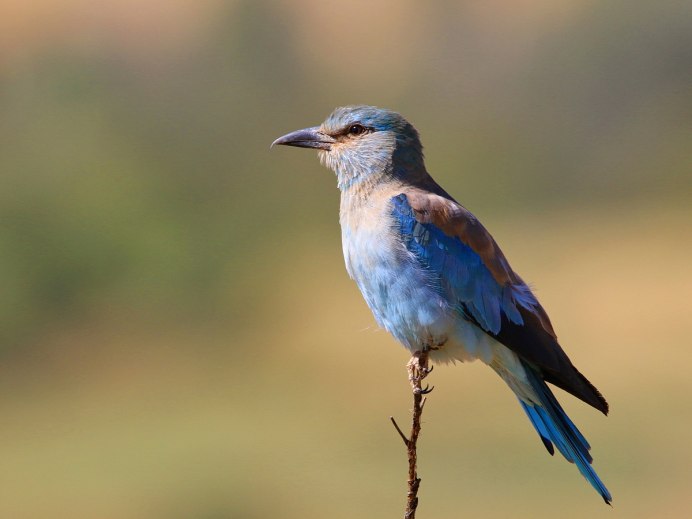 Обыкновенная сизоворонка Coracias garrulus