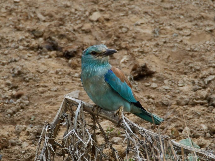 Отряд Ракшеобразные coraciiformes