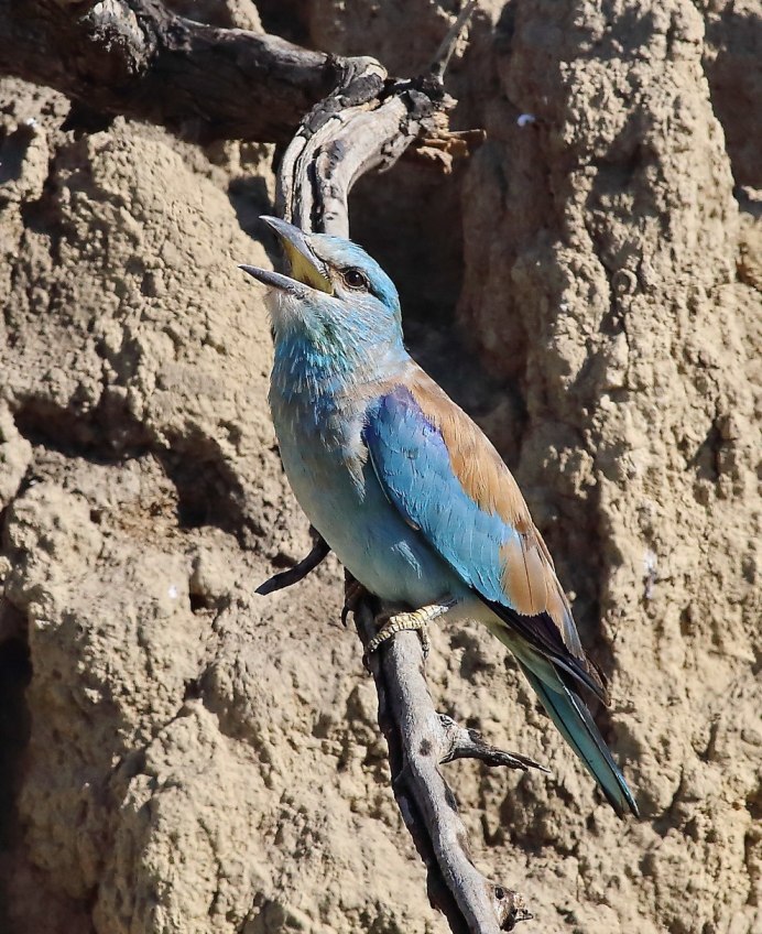 Coracias garrulus