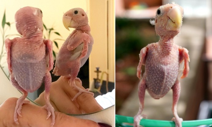 Budgie without Feathers