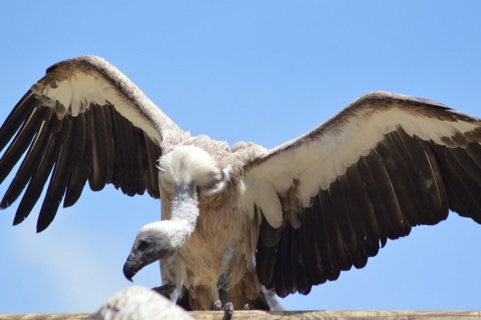 Gyps fulvus белоголовый СИП