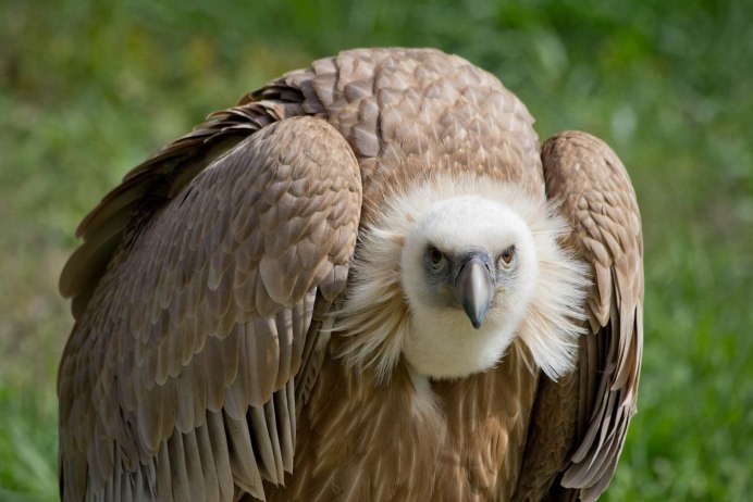 Gyps fulvus белоголовый СИП