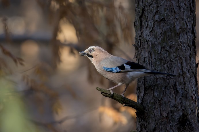 Сойка garrulus glandarius l.