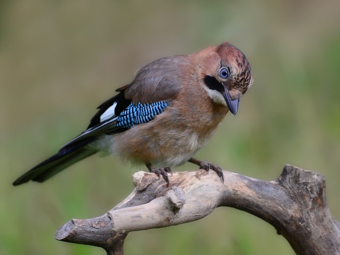 Garrulus glandarius
