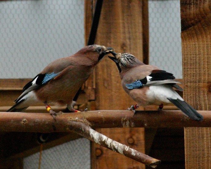 Украшенная Сойка (garrulus lidthi)