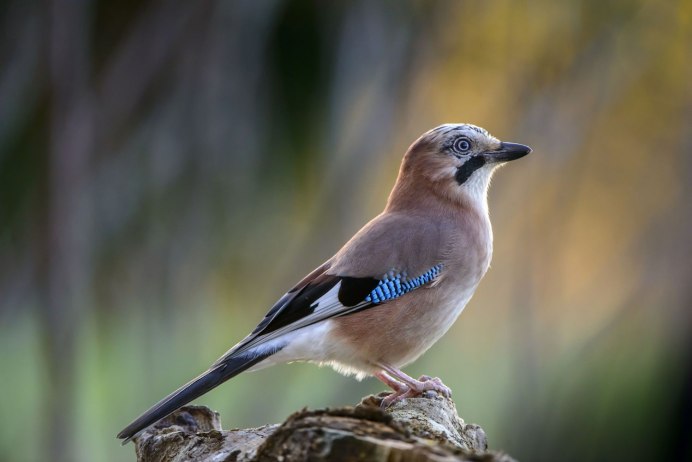 Garrulus glandarius Laubmann