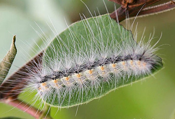 Гусеницы американской белой бабочки (Hyphantria cunea)