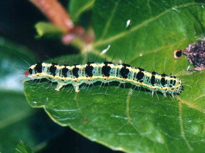 Black Caterpillar гусеница
