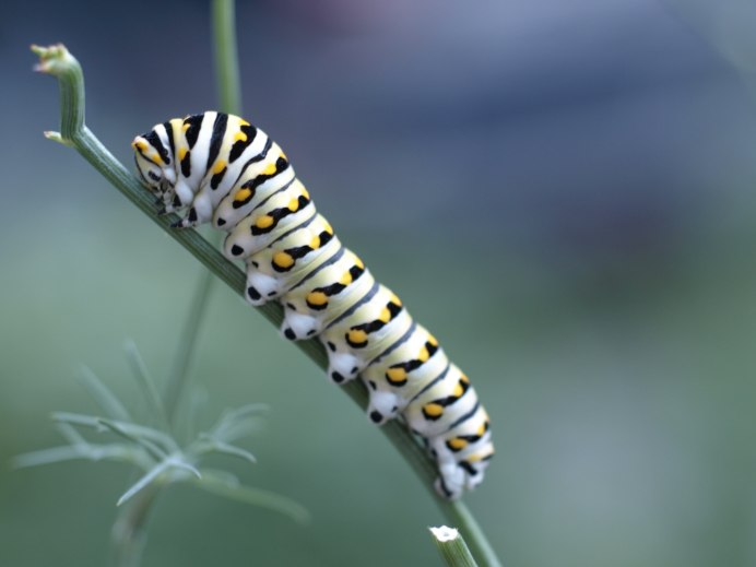 Pieris rapae гусеница