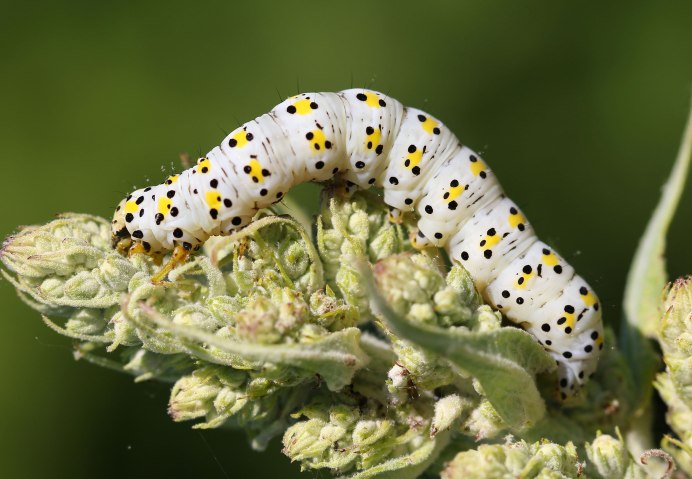 Гусеницы американской белой бабочки (Hyphantria cunea)