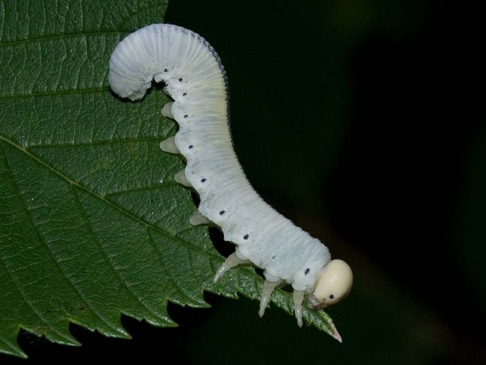 Sawfly Larva