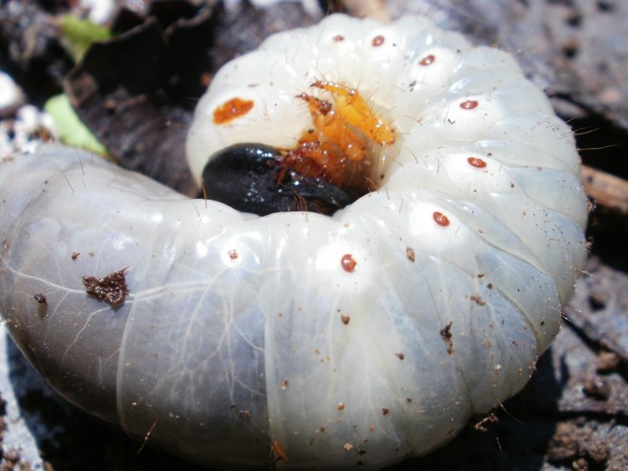 Белая гусеница Caterpillar