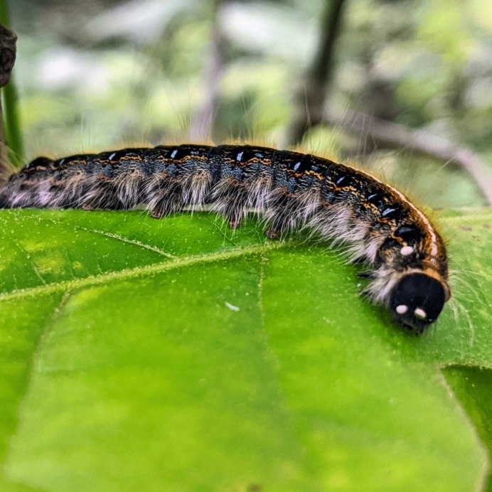 Американская белая бабочка Hyphantria cunea