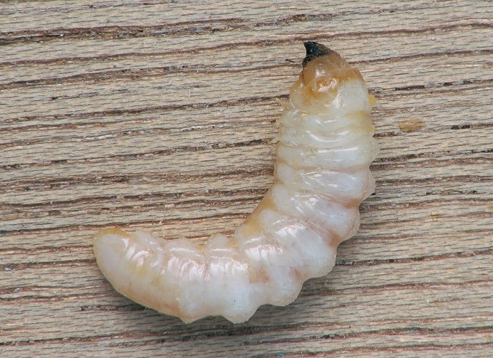 Catonephele numilia гусеница