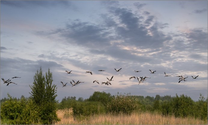 Природа Алтайский край Клин Журавли