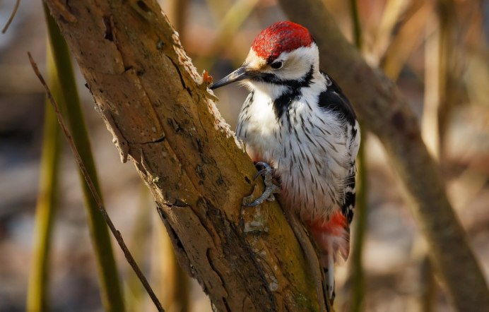 Зелёный дя́тел (Picus viridis)