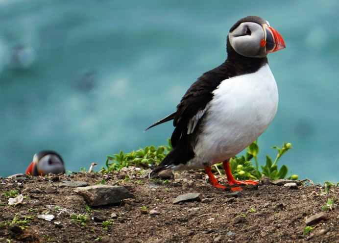 Тупик Fratercula Arctica