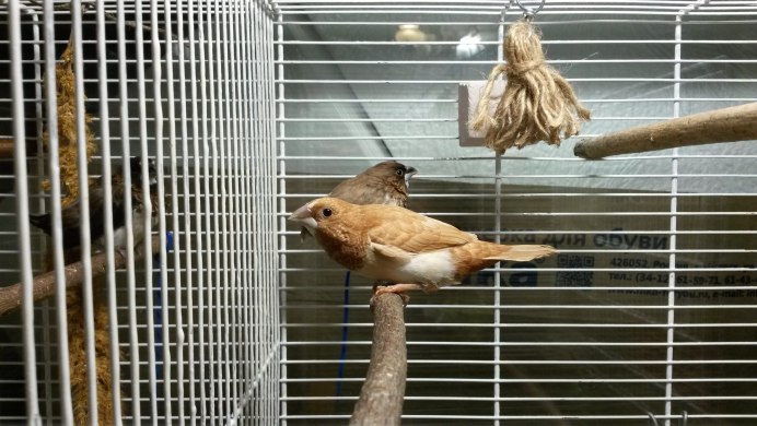 Какие игрушки нужны зебровым амадинам