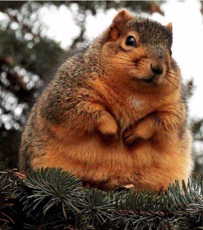 Огромная белка